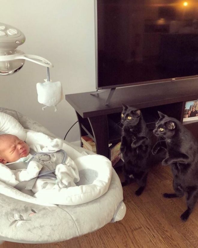Два кота и младенец