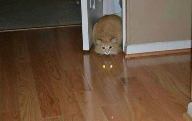 Кот с горящими глазами