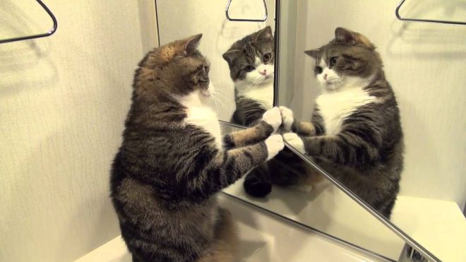 Кот смотрит в зеркало