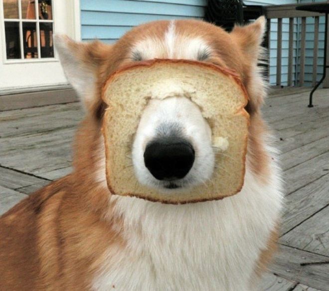 Собака и хлеб