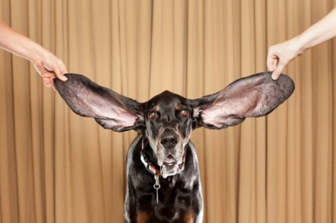 Уши у собаки