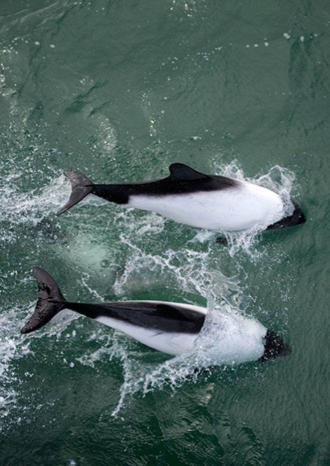 Вот такие дельфины живут в Антарктике