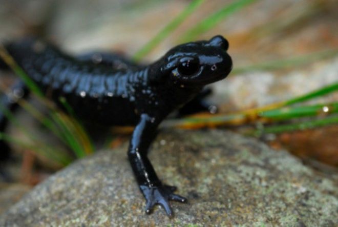 Черная саламандра