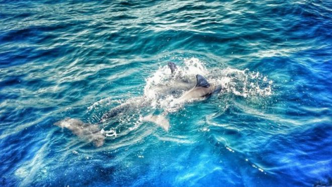 16. Беременные самки дельфинов