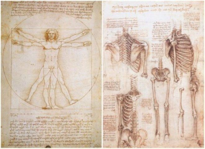 Рукописи по анатомии