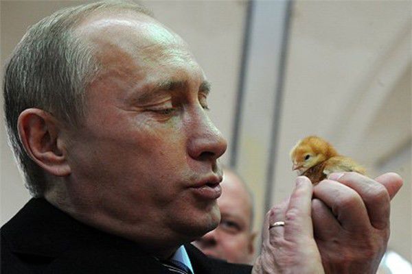Путин и цыпленок