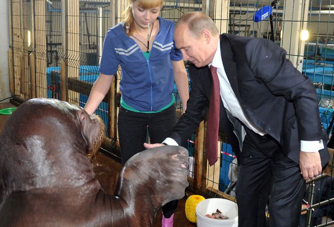 Путин жмет ласту моржу