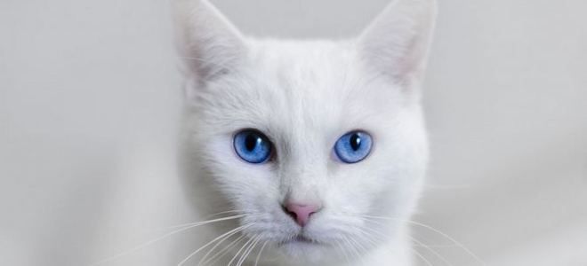 к чему снится белый кот