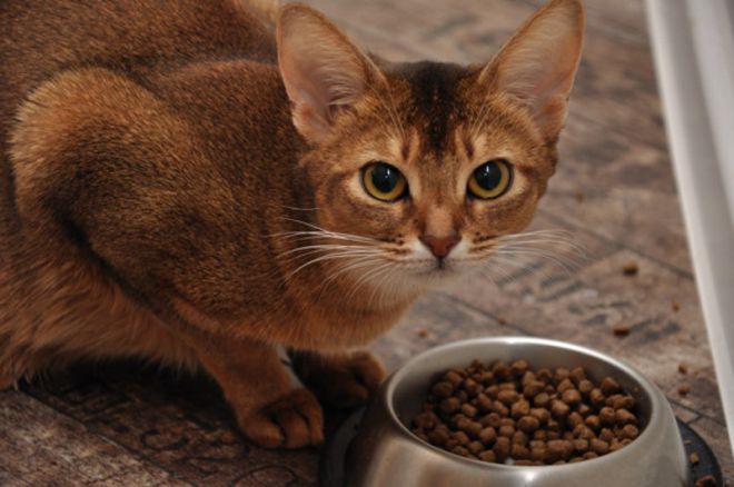 лечебный корм для кошек анимонда