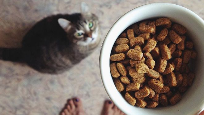 виды кормов для кошек анимонда