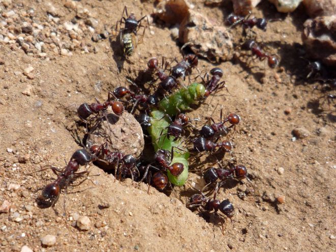 вред от муравьев в теплице