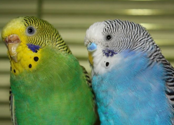 как узнать пол попугая волнистого
