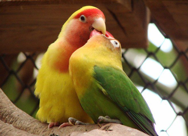 как определить пол попугая неразлучника