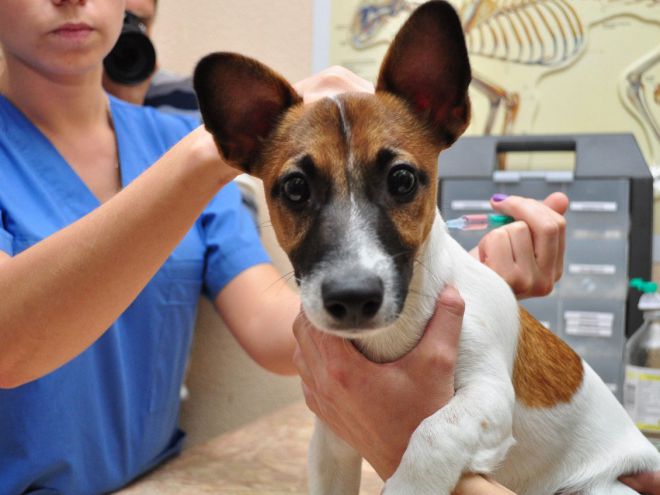 Вакцинация собак от чумы