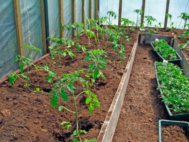 как правильно посадить помидоры в теплице