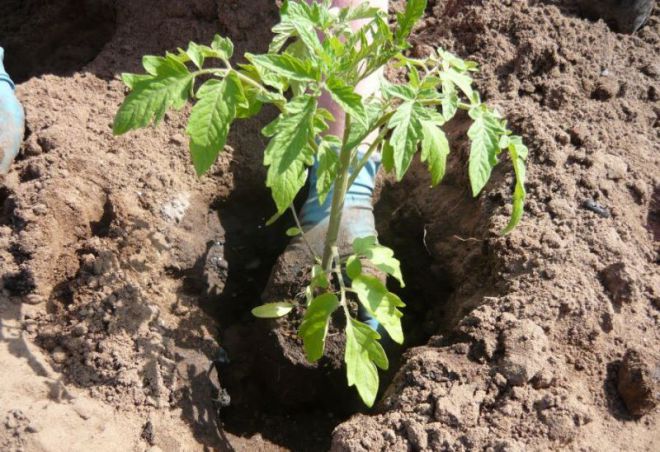 почва для томатов в теплице