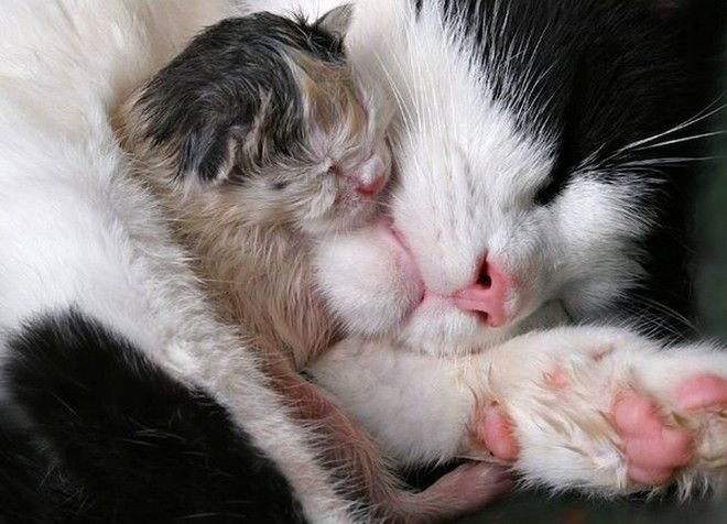 горячий нос у кошки после родов