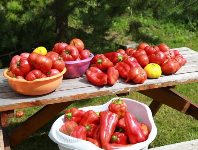 удобрения для рассады помидор и перца