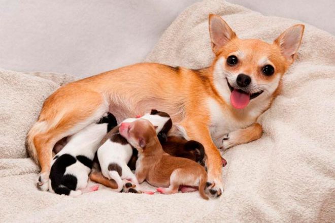 температура у собаки после родов