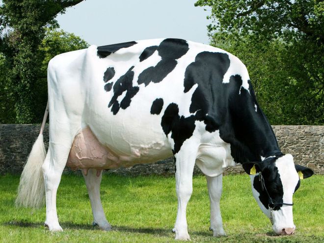 Корова голштинской породы - описание