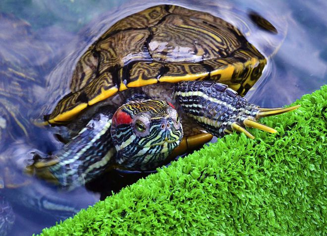 какими овощами можно кормить красноухую черепаху