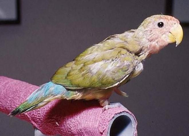 болезни попугаев-неразлучников