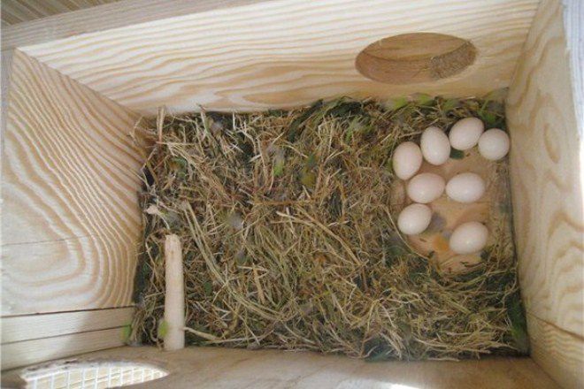 гнездо для попугаев-неразлучников