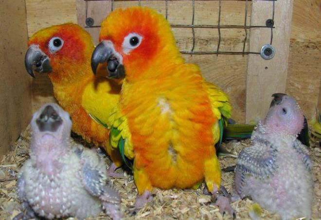 размножение попугаев-неразлучников