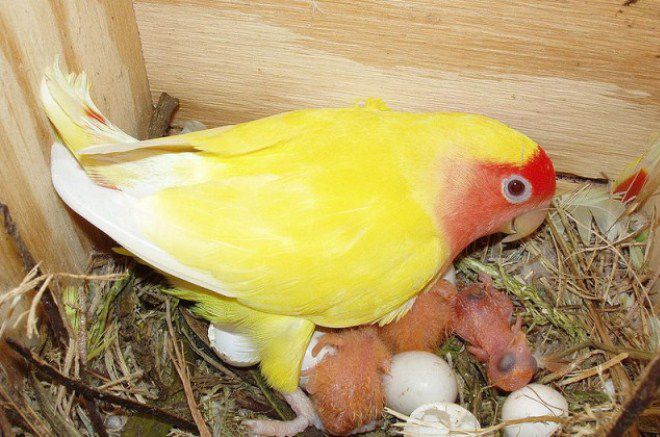 сколько высиживают яйца попугаи-неразлучники