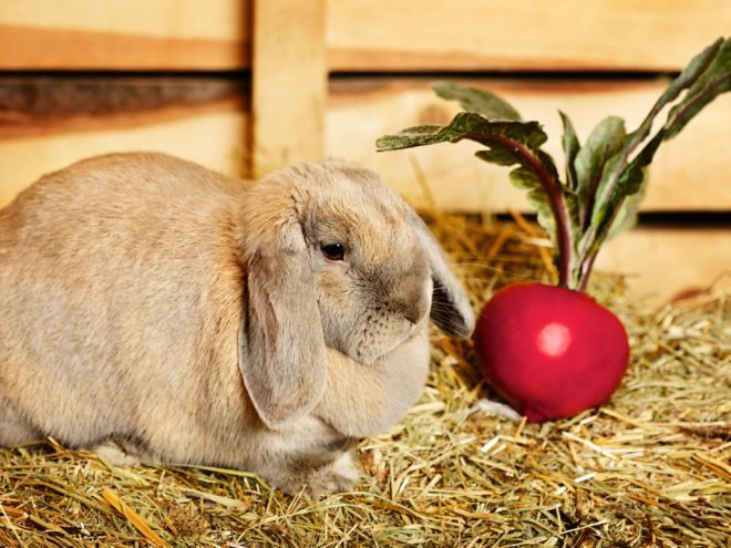 какие витамины давать кроликам