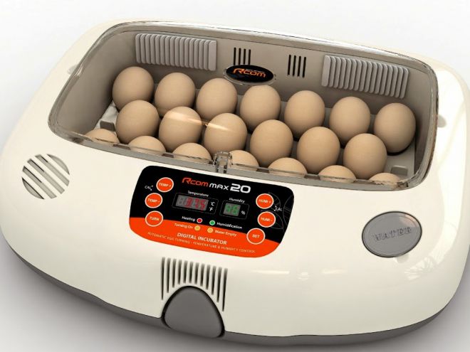 Условия в инкубаторе для яиц 
