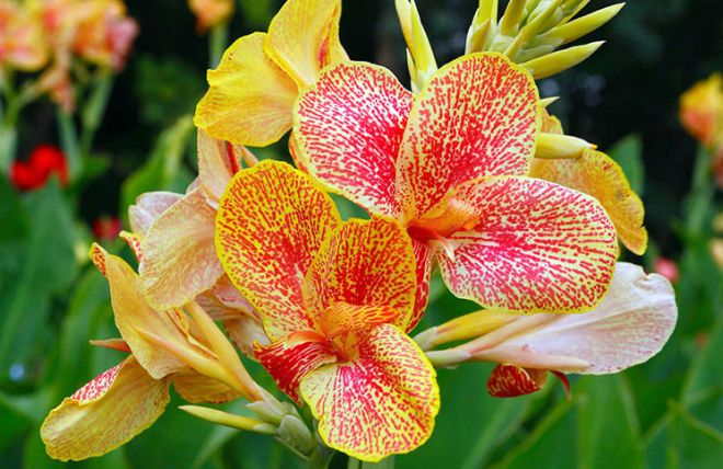 канны орхидеевидные
