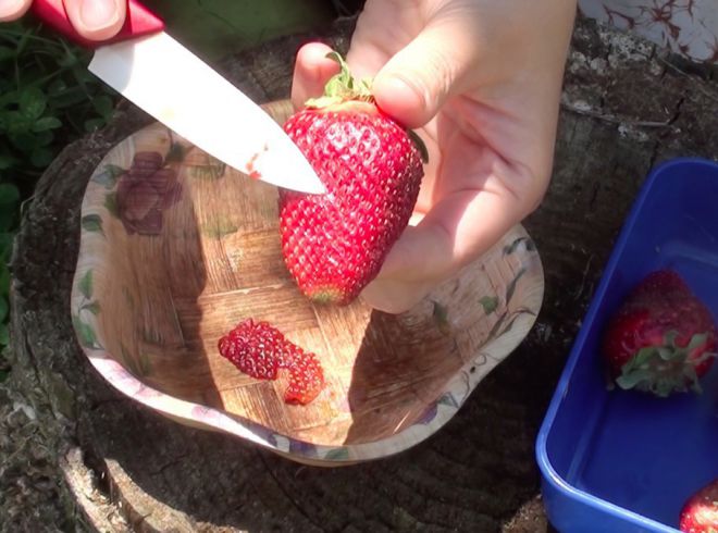 как получить семена клубники из ягоды