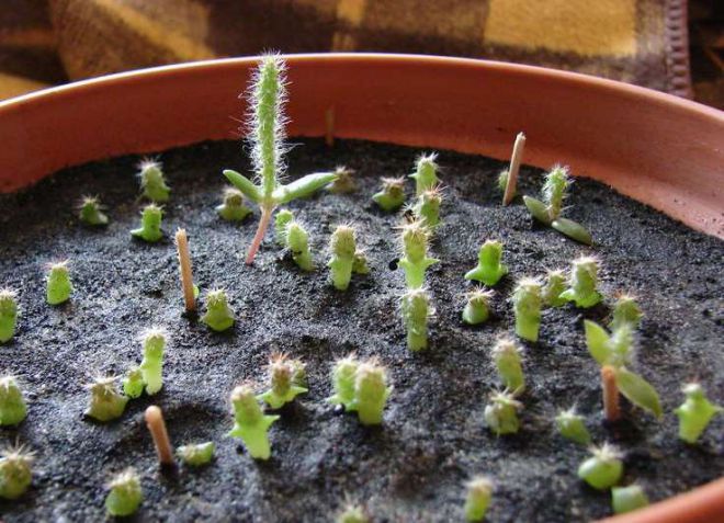 размножение кактусов семенами