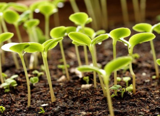 как посадить портулак семенами