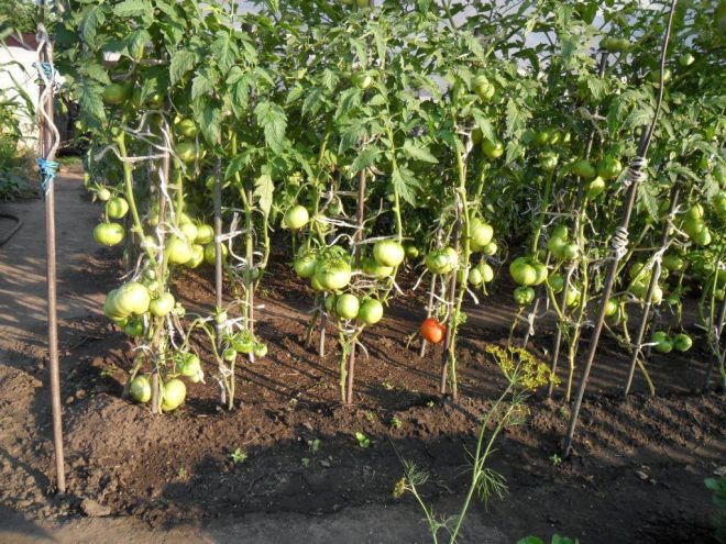 Пасынкование томатов в открытом грунте