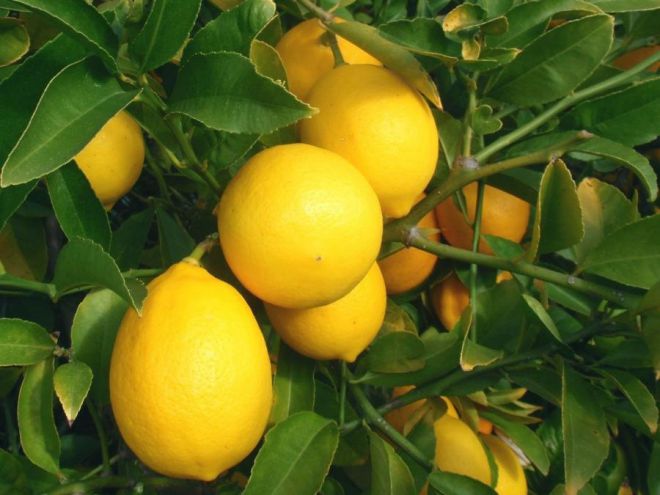 какой сорт лимона лучше выращивать в квартире
