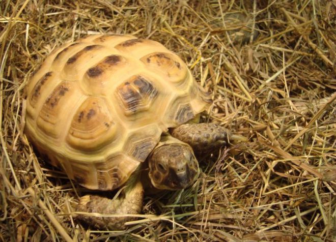 среднеазиатская черепаха Kazachstanica
