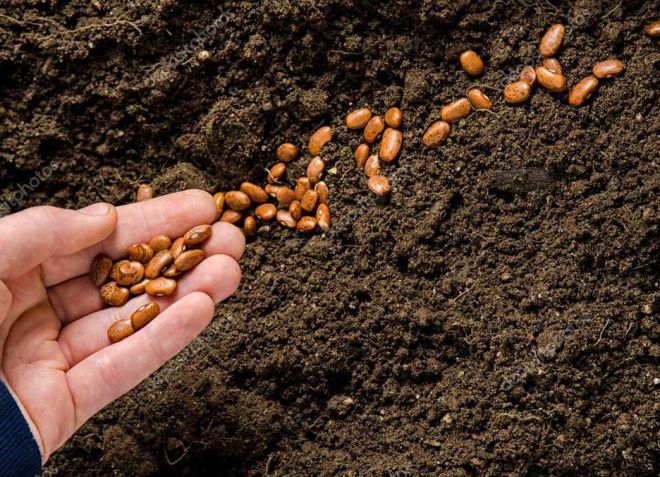 как посадить фасоль в открытый грунт