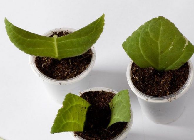 как размножить глоксинию листом в домашних условиях