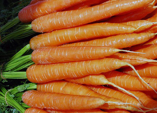 как поливать морковь после посадки