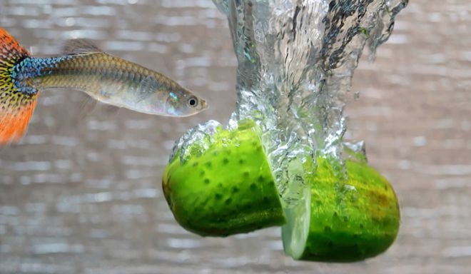как сделать корм для аквариумных рыбок