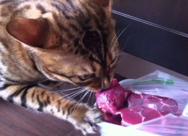 Чем кормить бенгальскую кошку