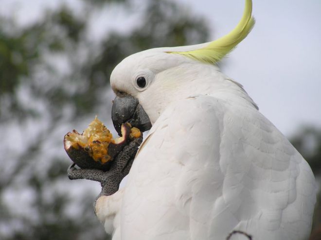 попугай какаду чем кормить