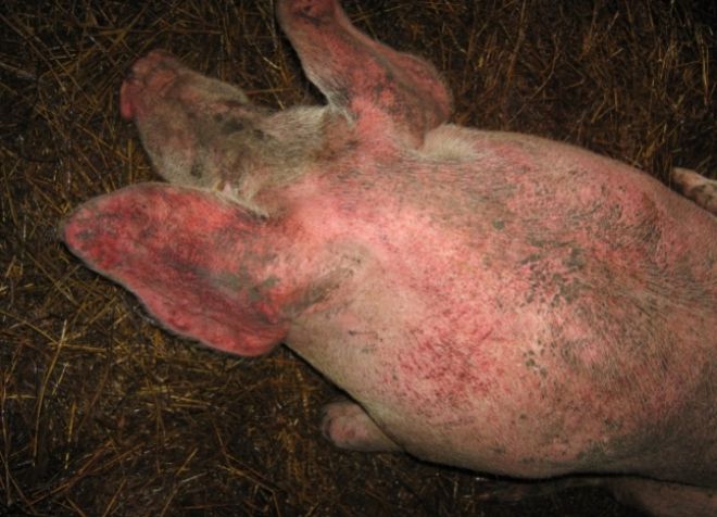 болезнь у свиней рожа