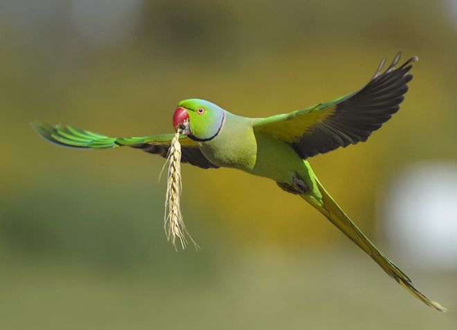 ожереловые попугаи Крамера