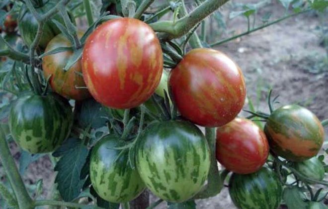 помидоры де барао полосатый