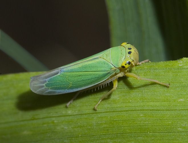 Зеленая цикада