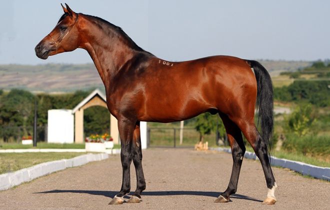 арабская лошадь кохейлан