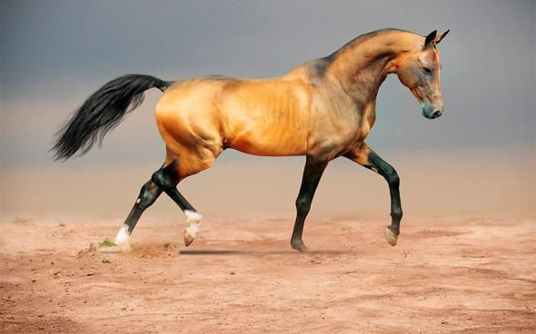 арабская лошадь кохейлан сиглави